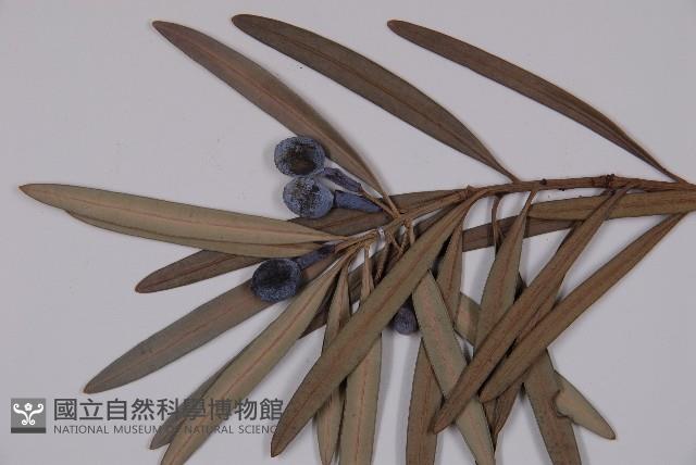 大葉羅漢松藏品圖，第4張