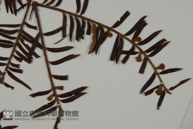 臺灣紅豆杉、紫杉、南方紅豆杉藏品圖，第4張