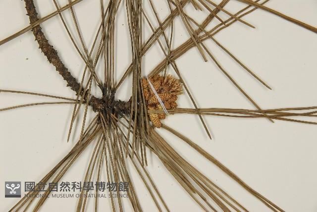 臺灣二葉松藏品圖，第3張