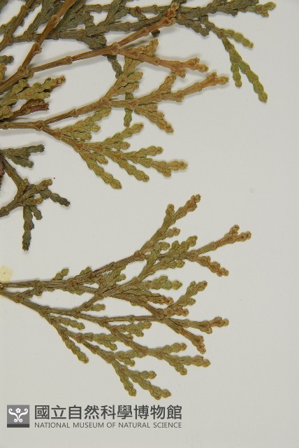 台灣肖楠藏品圖，第4張