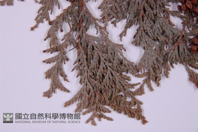 紅檜藏品圖，第4張