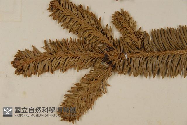 臺灣冷杉藏品圖，第4張