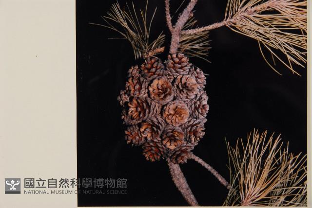 臺灣二葉松藏品圖，第4張