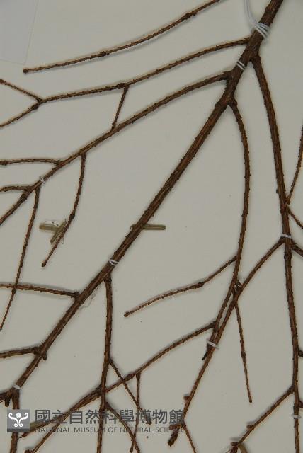 臺灣鐵杉藏品圖，第4張