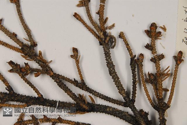 麗江雲杉藏品圖，第4張