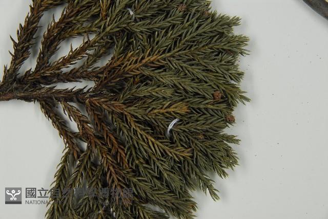 香青藏品圖，第4張