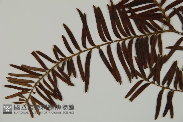 南方紅豆杉藏品圖，第4張