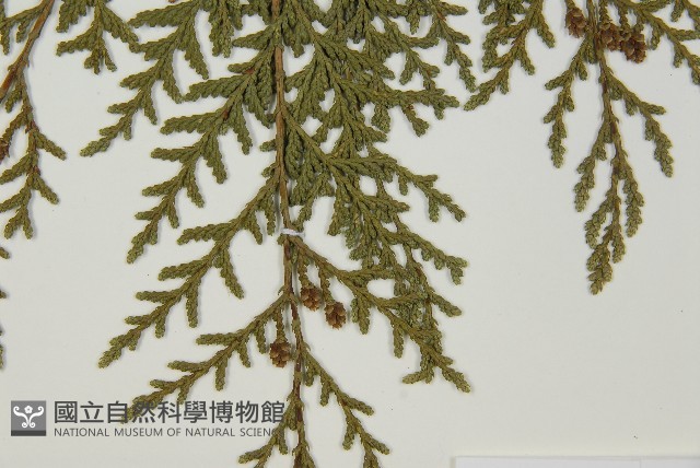 紅檜藏品圖，第4張