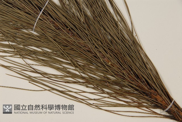 馬尾松藏品圖，第4張