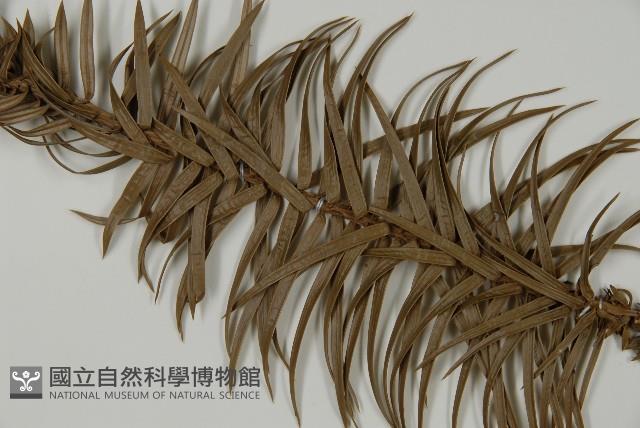 杉木藏品圖，第4張