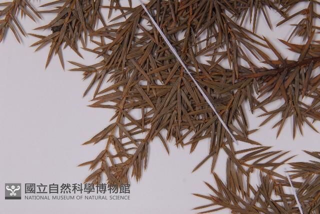 刺柏藏品圖，第4張