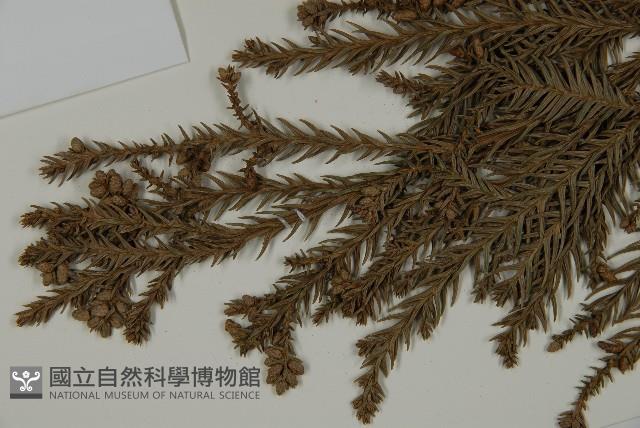 柳杉藏品圖，第4張