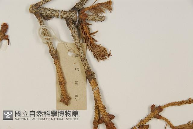 青杆藏品圖，第4張