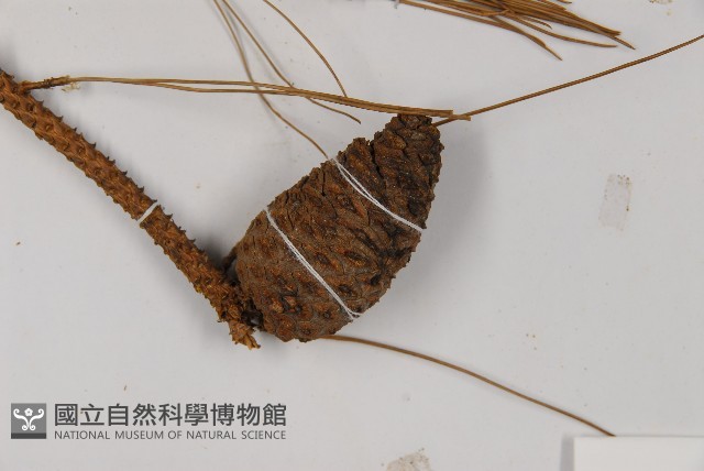 臺灣二葉松藏品圖，第3張