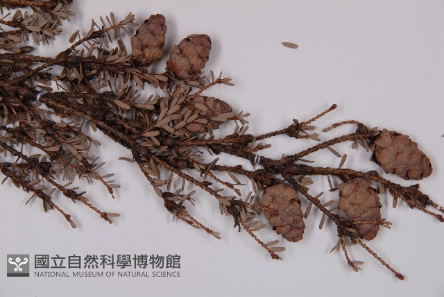 臺灣鐵杉藏品圖，第3張