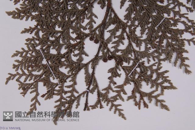 紅檜藏品圖，第4張