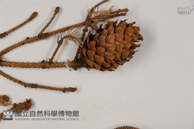 麗江雲杉藏品圖，第4張