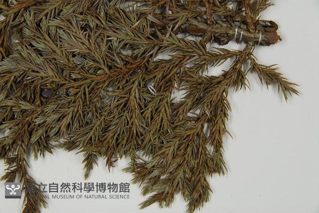 香青藏品圖，第4張