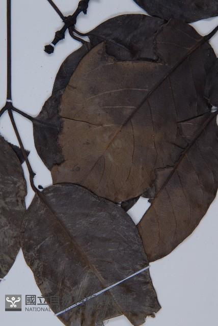 羅浮買麻藤藏品圖，第4張