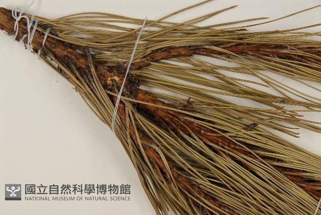 高山松藏品圖，第4張