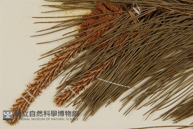 臺灣二葉松藏品圖，第3張