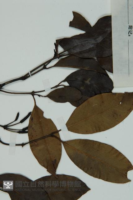 小葉買麻藤藏品圖，第4張