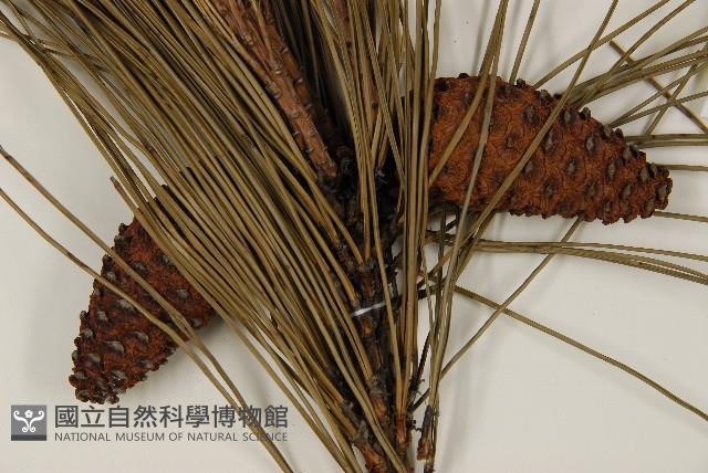 臺灣二葉松藏品圖，第3張