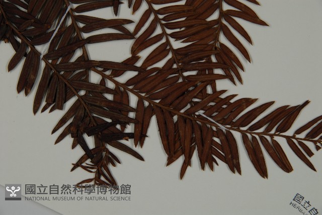 南方紅豆杉藏品圖，第4張