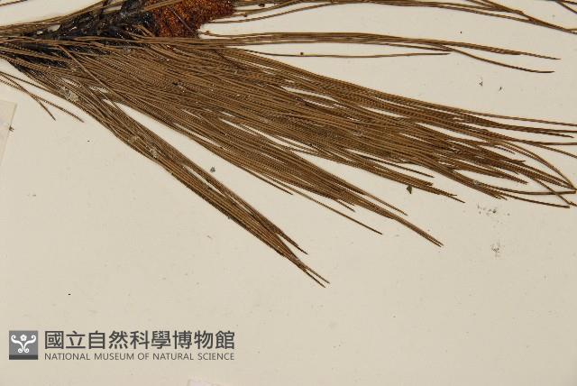 馬尾松藏品圖，第4張