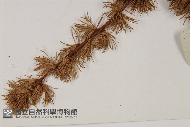 大果紅杉藏品圖，第4張