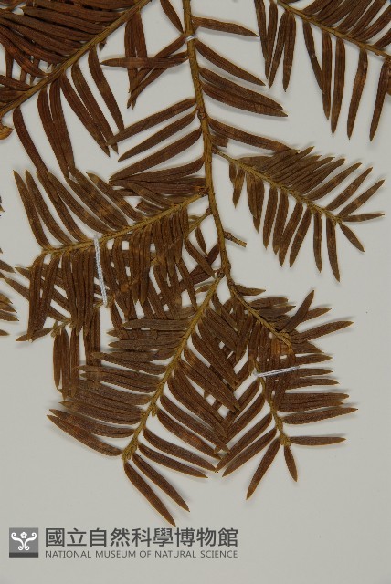 臺灣紅豆杉藏品圖，第4張