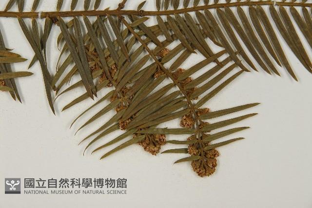 臺灣粗榧、台灣三尖杉藏品圖，第4張