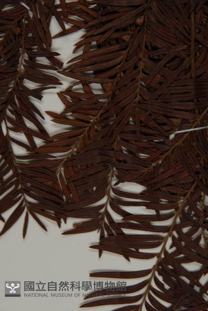 臺灣紅豆杉藏品圖，第4張