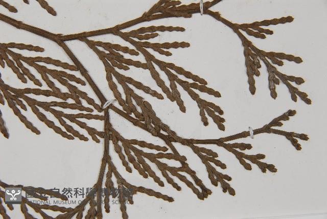 台灣肖楠藏品圖，第4張