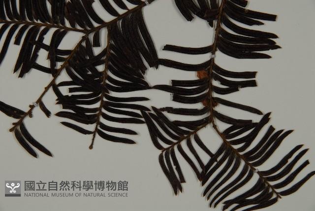 南方紅豆杉藏品圖，第4張