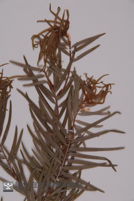 臺灣黃杉藏品圖，第3張