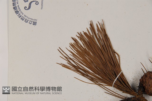 馬尾松藏品圖，第4張