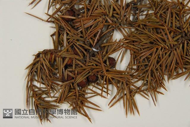 刺柏藏品圖，第4張