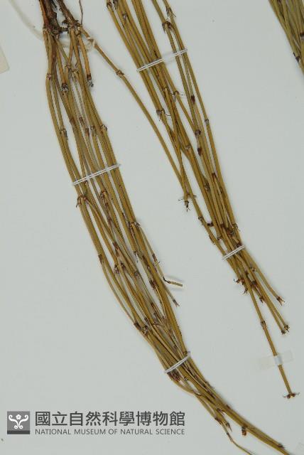 木賊黃麻藏品圖，第4張