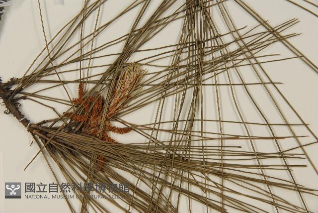 登錄號:G000157藏品圖，第4張