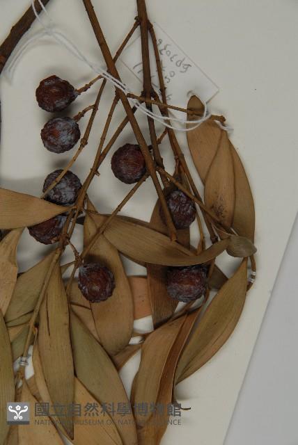 竹柏藏品圖，第3張