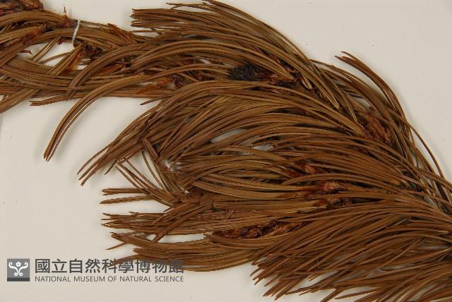 登錄號:G000557藏品圖，第4張