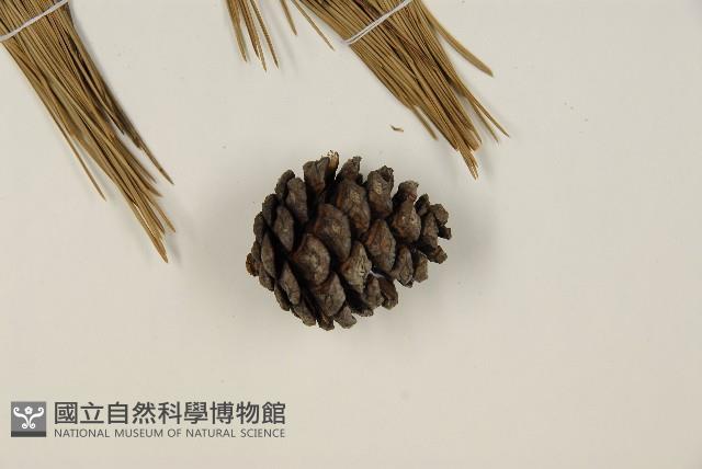 臺灣二葉松藏品圖，第3張