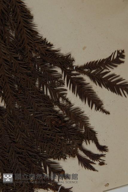 柳杉藏品圖，第4張