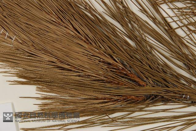 馬尾松藏品圖，第4張