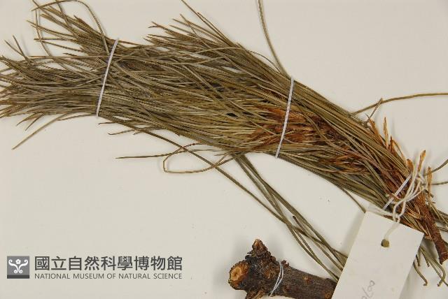 華山松藏品圖，第4張