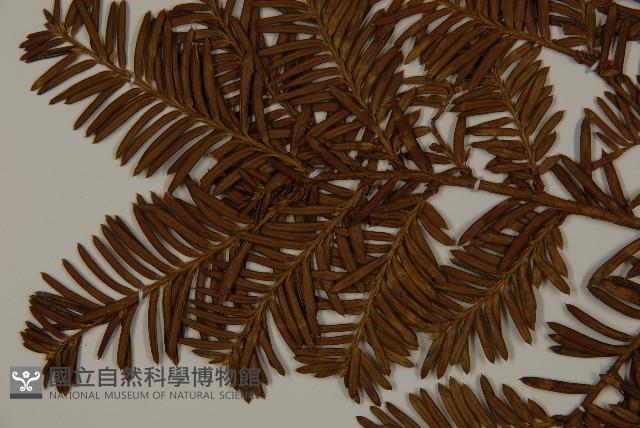東北紅豆杉藏品圖，第4張