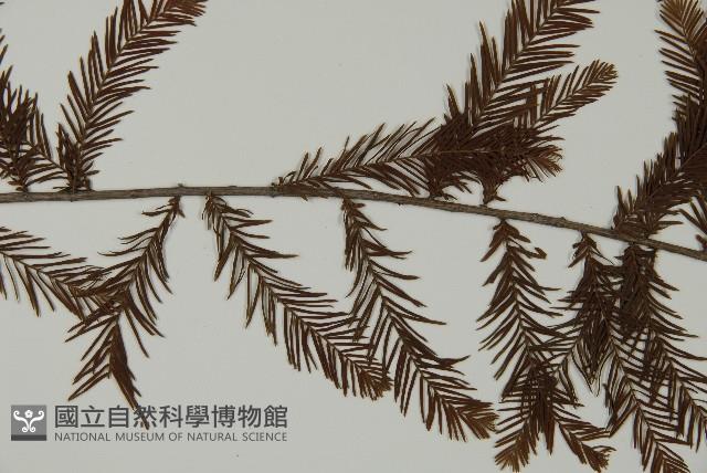 落羽松、美國水松藏品圖，第4張