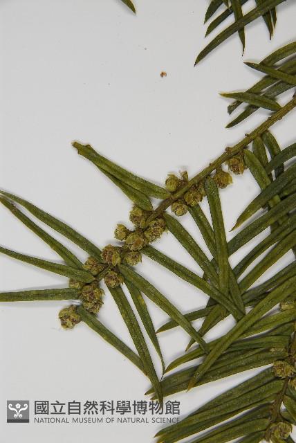 臺灣粗榧、台灣三尖杉藏品圖，第4張
