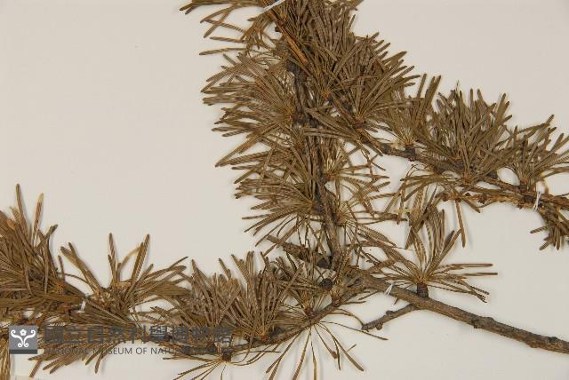 長白落葉松藏品圖，第4張